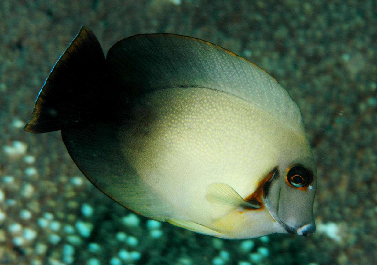 Acanthurus chronixis